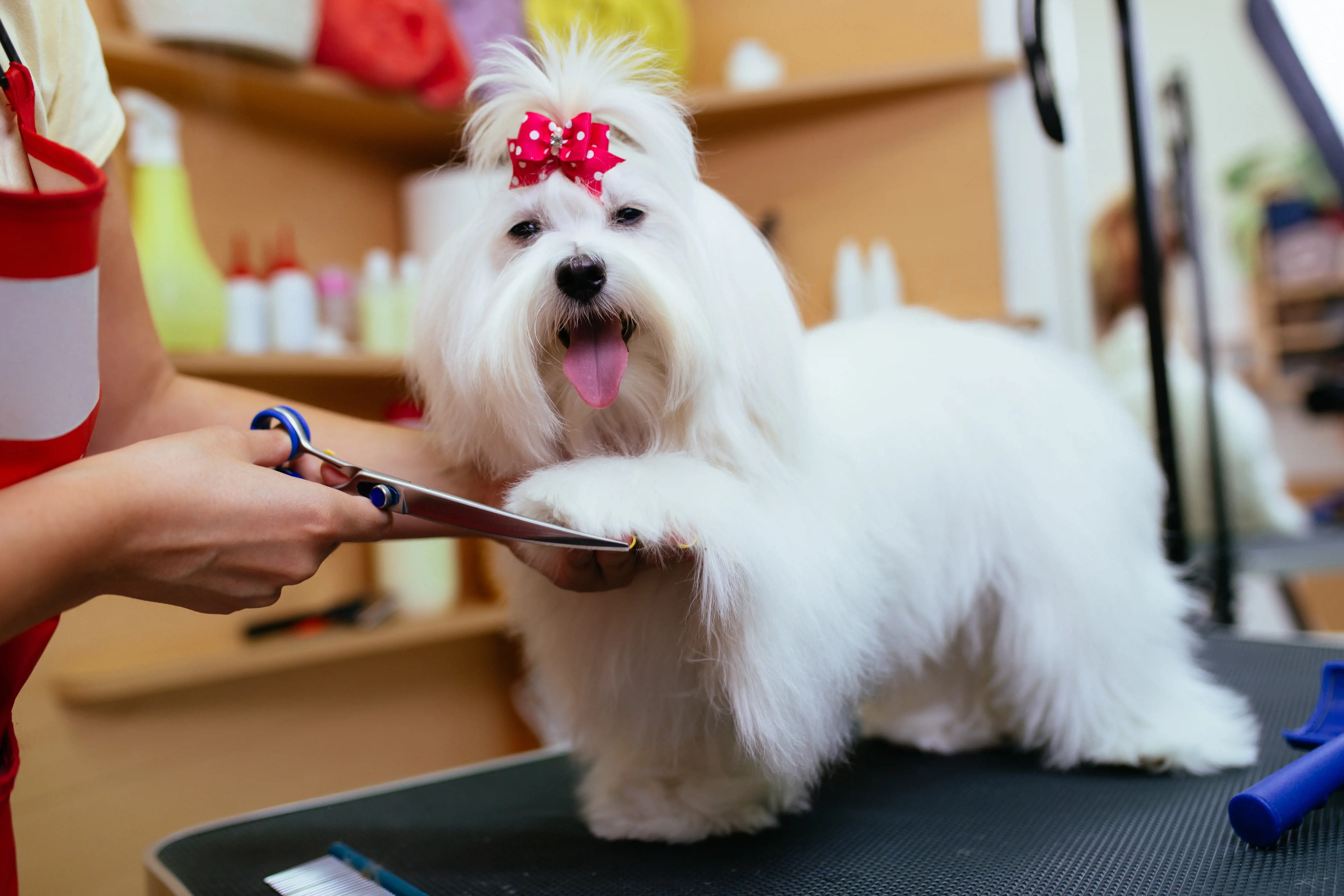 Small white dog being groomed