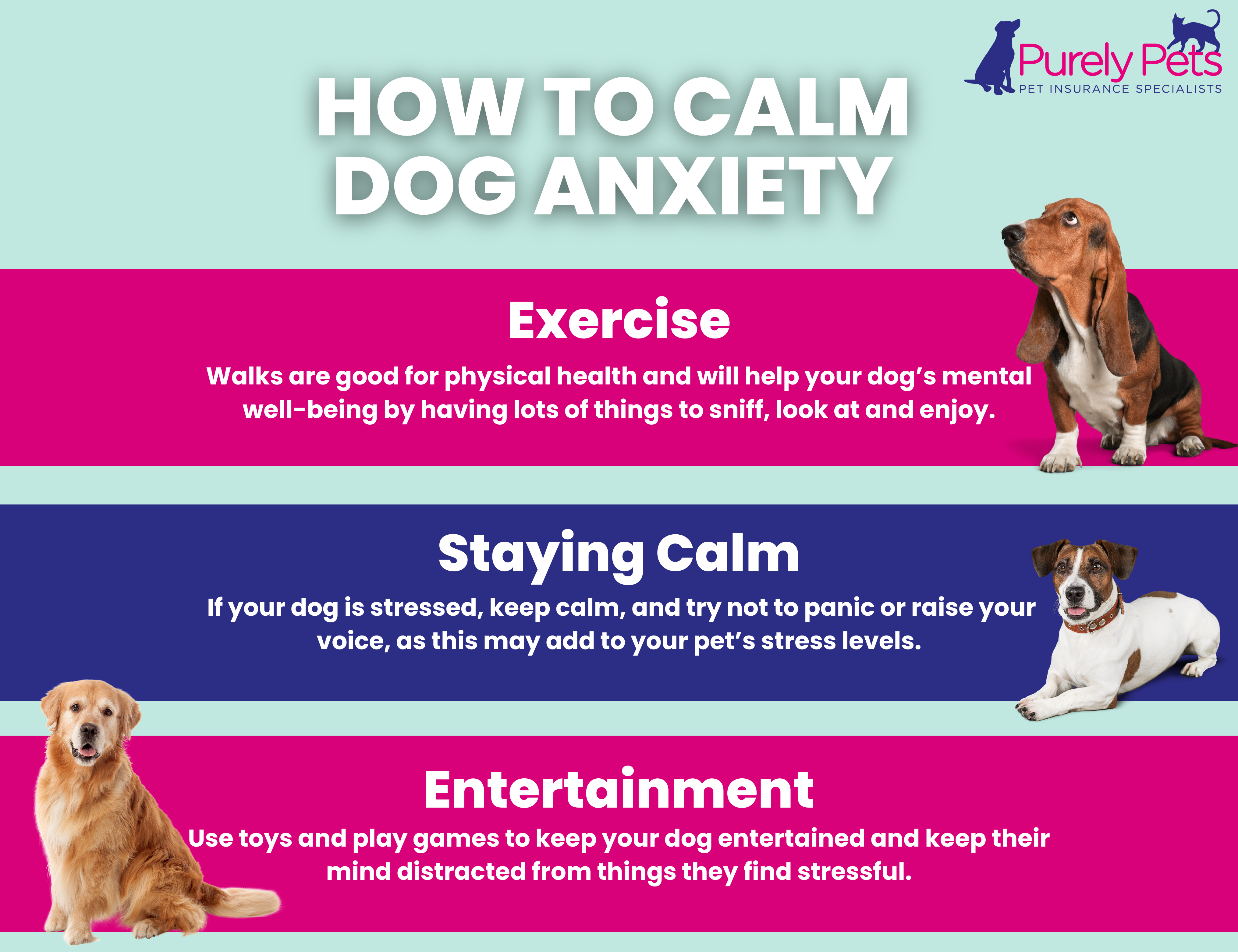 Info-graphic showing three ways to reduce dog anxiety