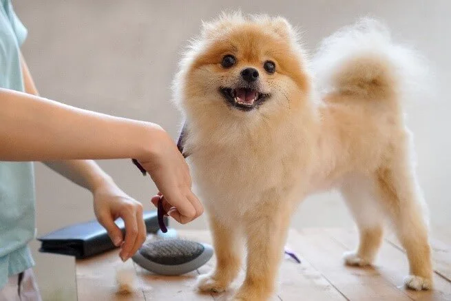 small dog getting fur clipped by groomer