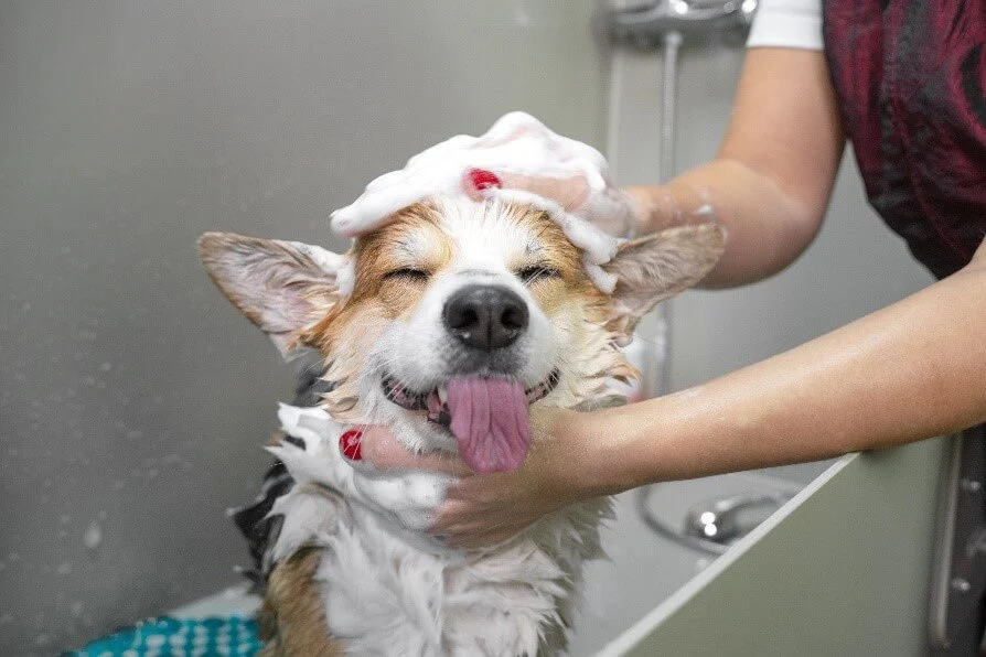 dog being washed in a bath with soap with tongue sticking out