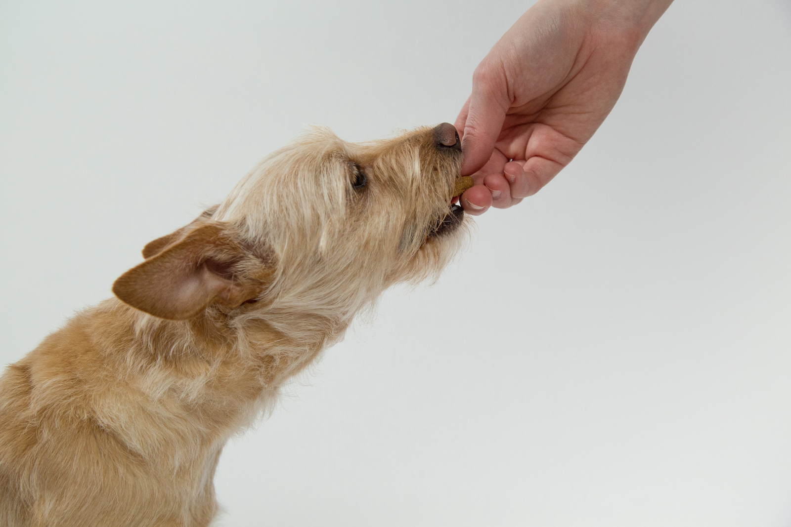 An owner giving a dog a treat