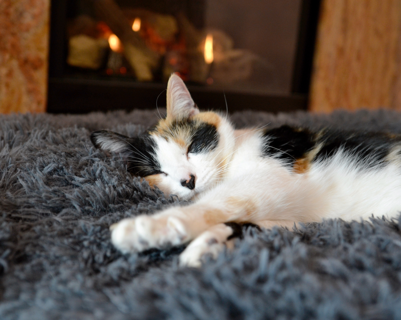 cat asleep on a blanket