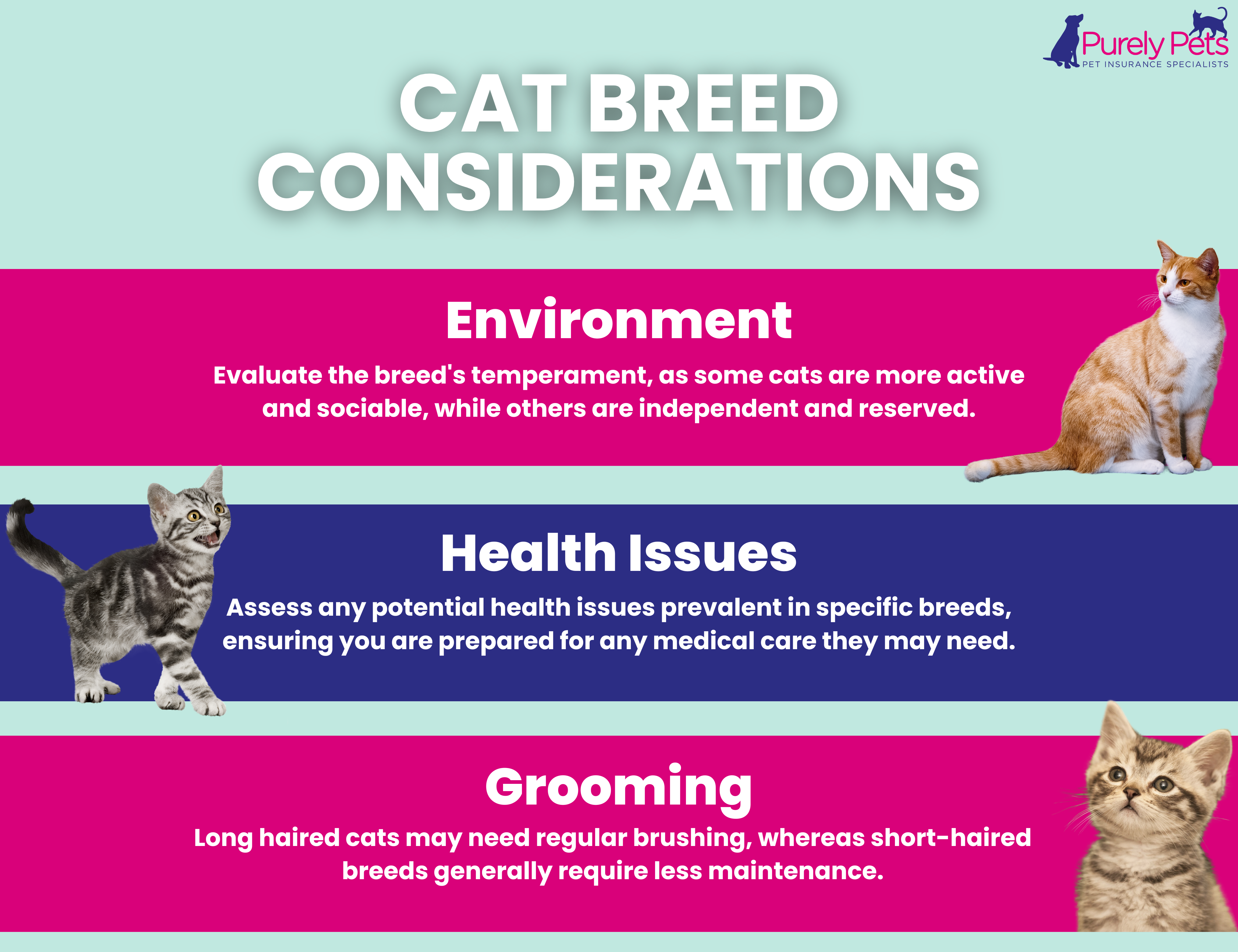 Cat breed considerations infographic