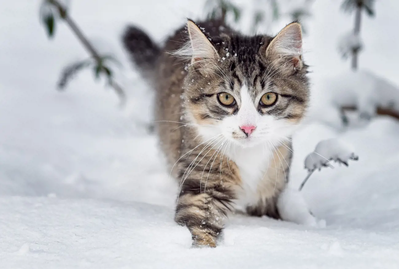 cat walking in the snow