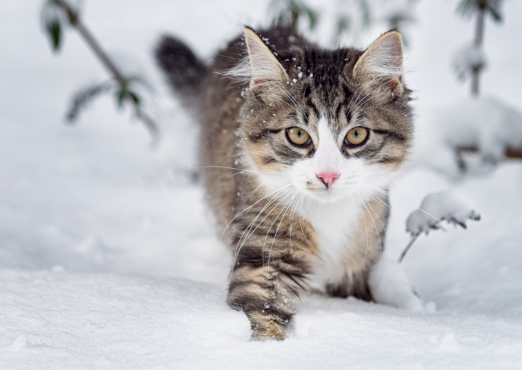 cat walking in the snow