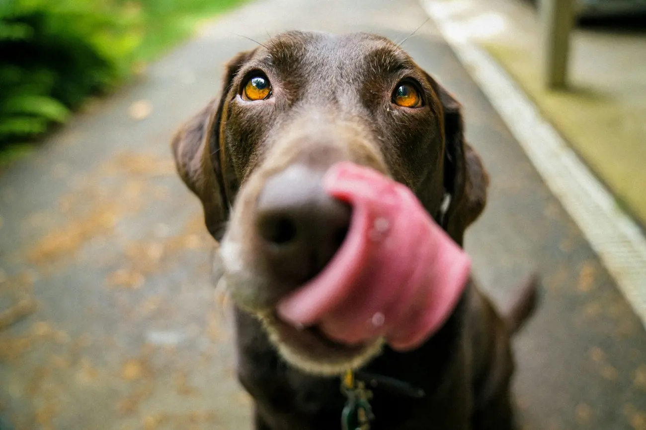 a dog licking their snout