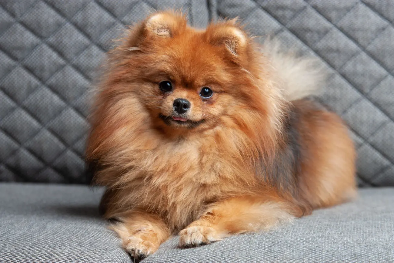 Pomeranian dogs, often referred to as "Poms," are renowned for their distinctively fluffy coats and charming personalities.