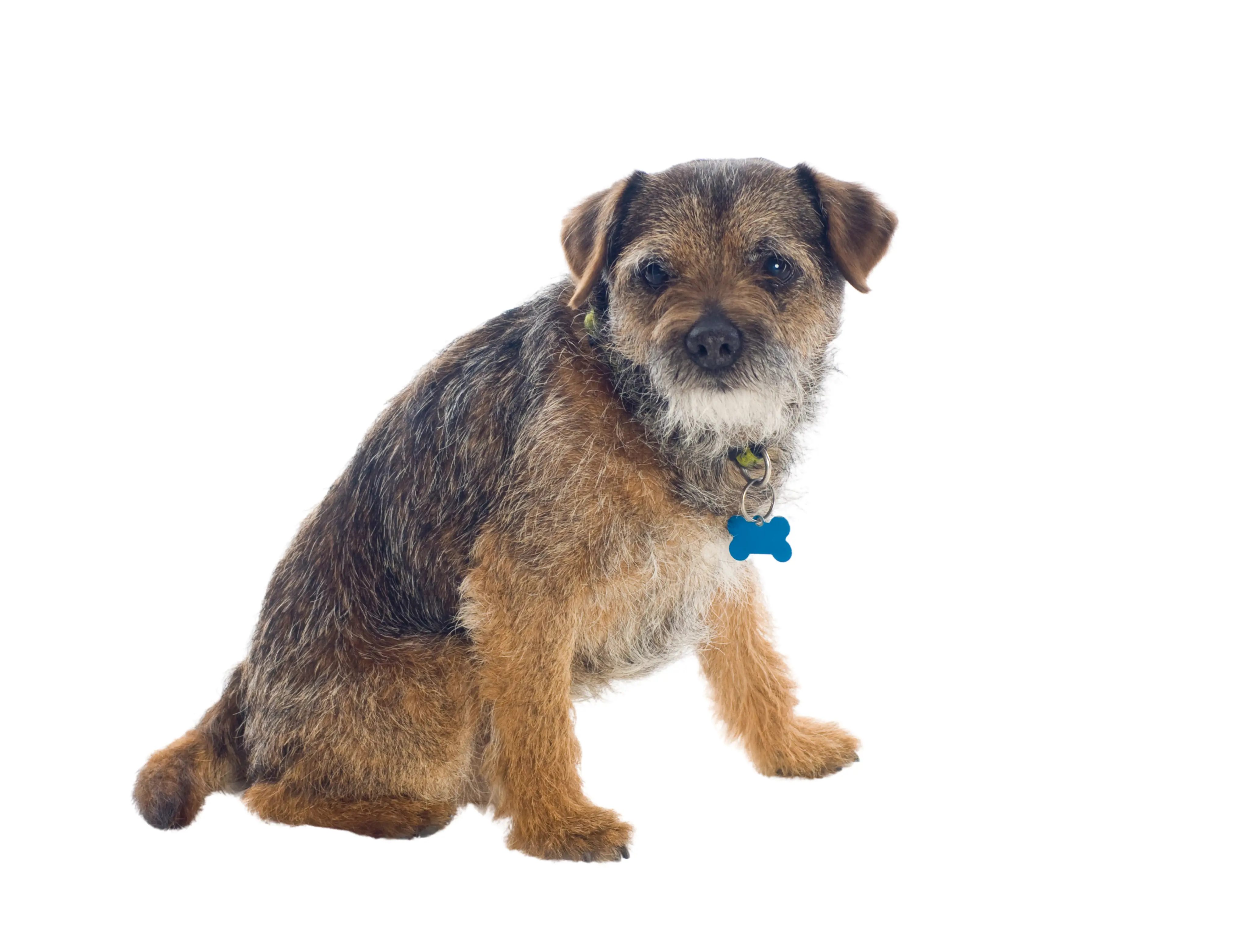 Border Terrier