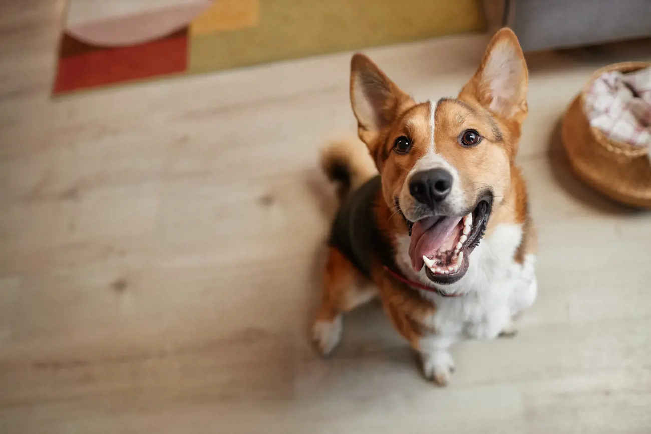 Crossbreed dogs, often called designer dogs, have become increasingly popular due to their unique blend of characteristics from various breeds. This fascinating mix not only brings about a distinctive appearance but also a range of temperaments and traits that can be tailored to fit different lifestyles.