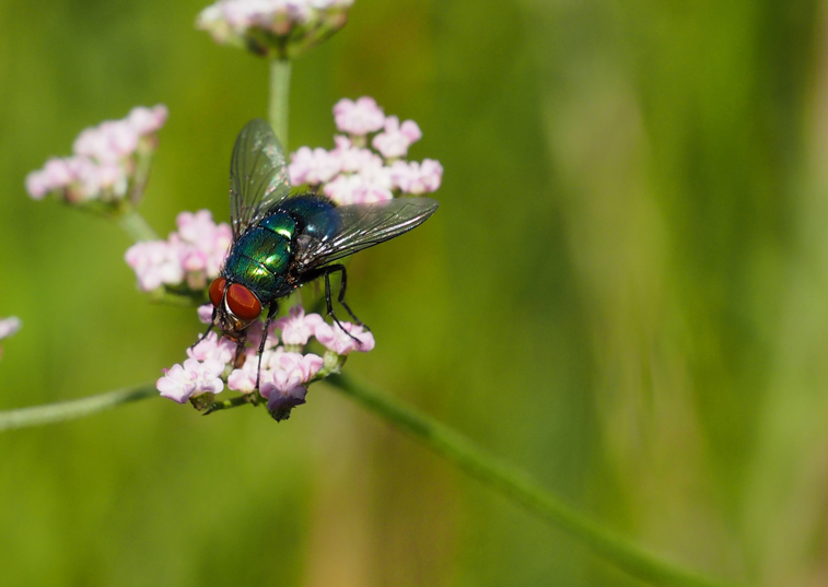 A fly sitting on the leaf of a plant in a field