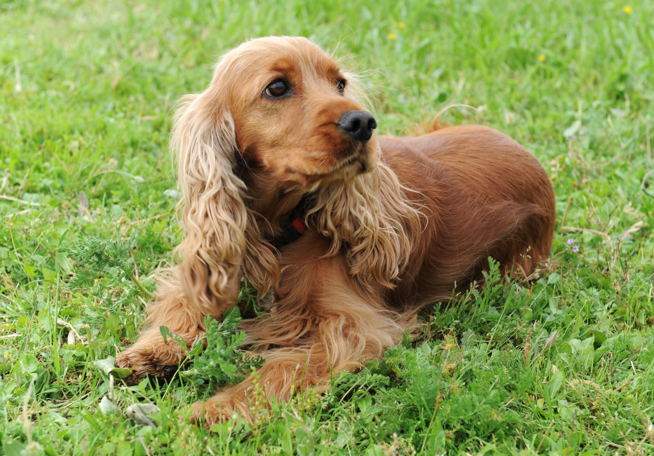 cocker spaniel on the grass