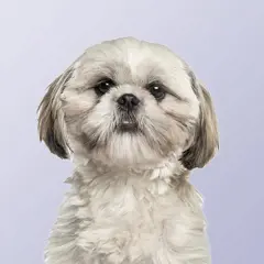 The Shih Tzu breed nearly became extinct. In fact, all today’s pooches can be traced back to just 14 dogs (seven males and seven females) that were used to rebuild the breed in the 1930s