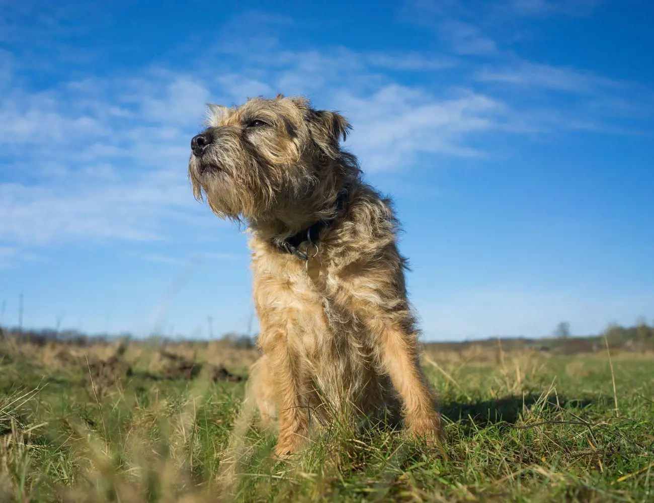 Border Terriers have a rich history, originally bred in the border country between England and Scotland. Their primary role was to assist in fox hunting, working alongside hounds to chase foxes out of their hiding places. This background has contributed to their high prey drive and energetic nature, which are still evident in the breed today.