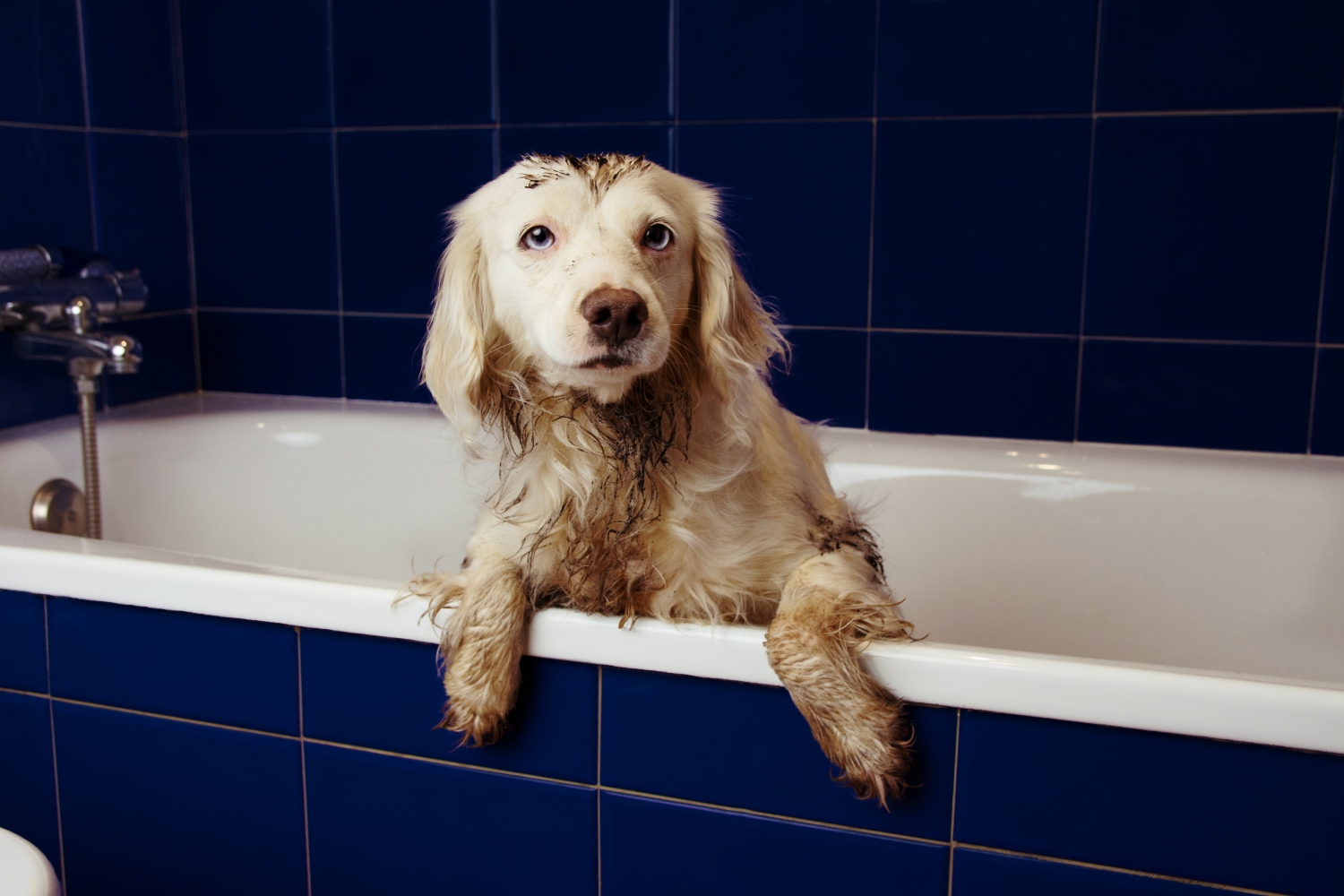 how soon can you give a puppy a bath