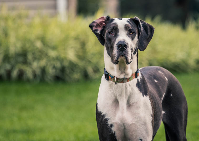 black and white great dane