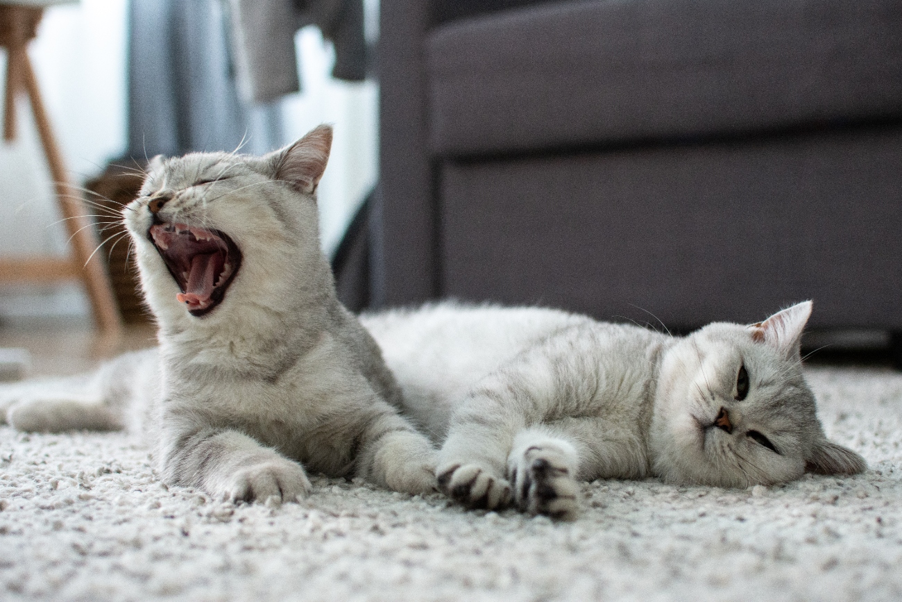Two cats yawning whilst resting on a rug