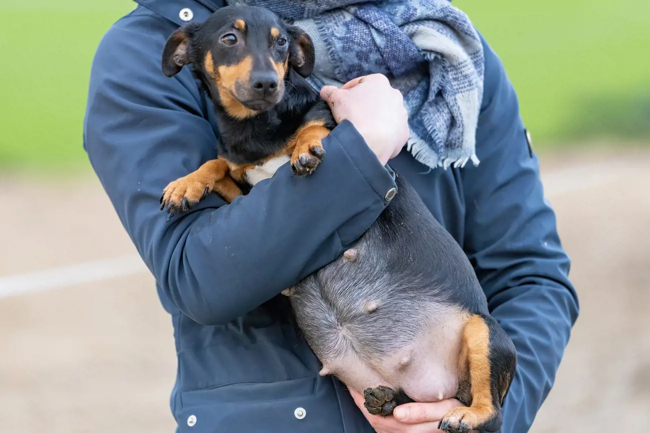 pregnant sausage dog