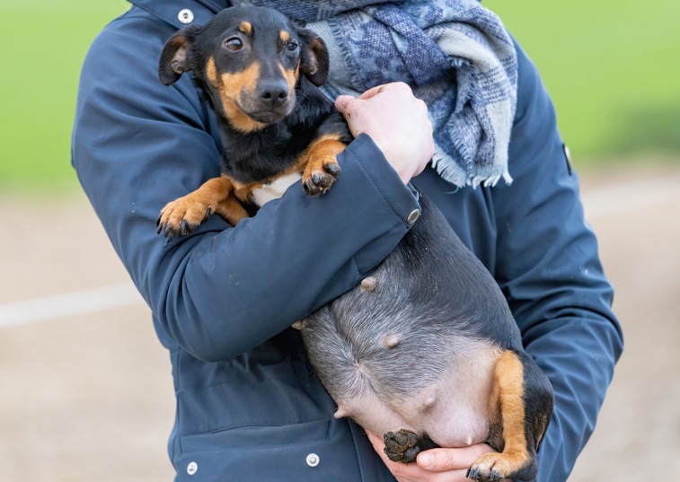 pregnant sausage dog