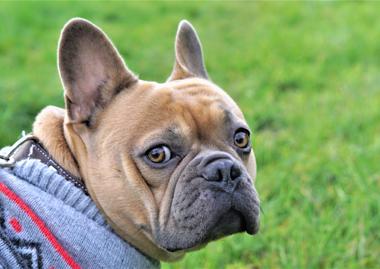 A dog wearing a woolly jumper turning its head to look back whilst out on a walk