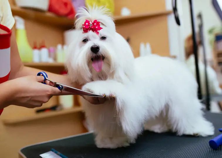 Small white dog being groomed