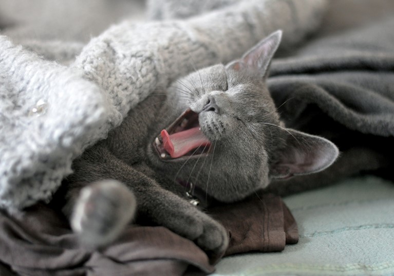 Cat halitosis outlet treatment