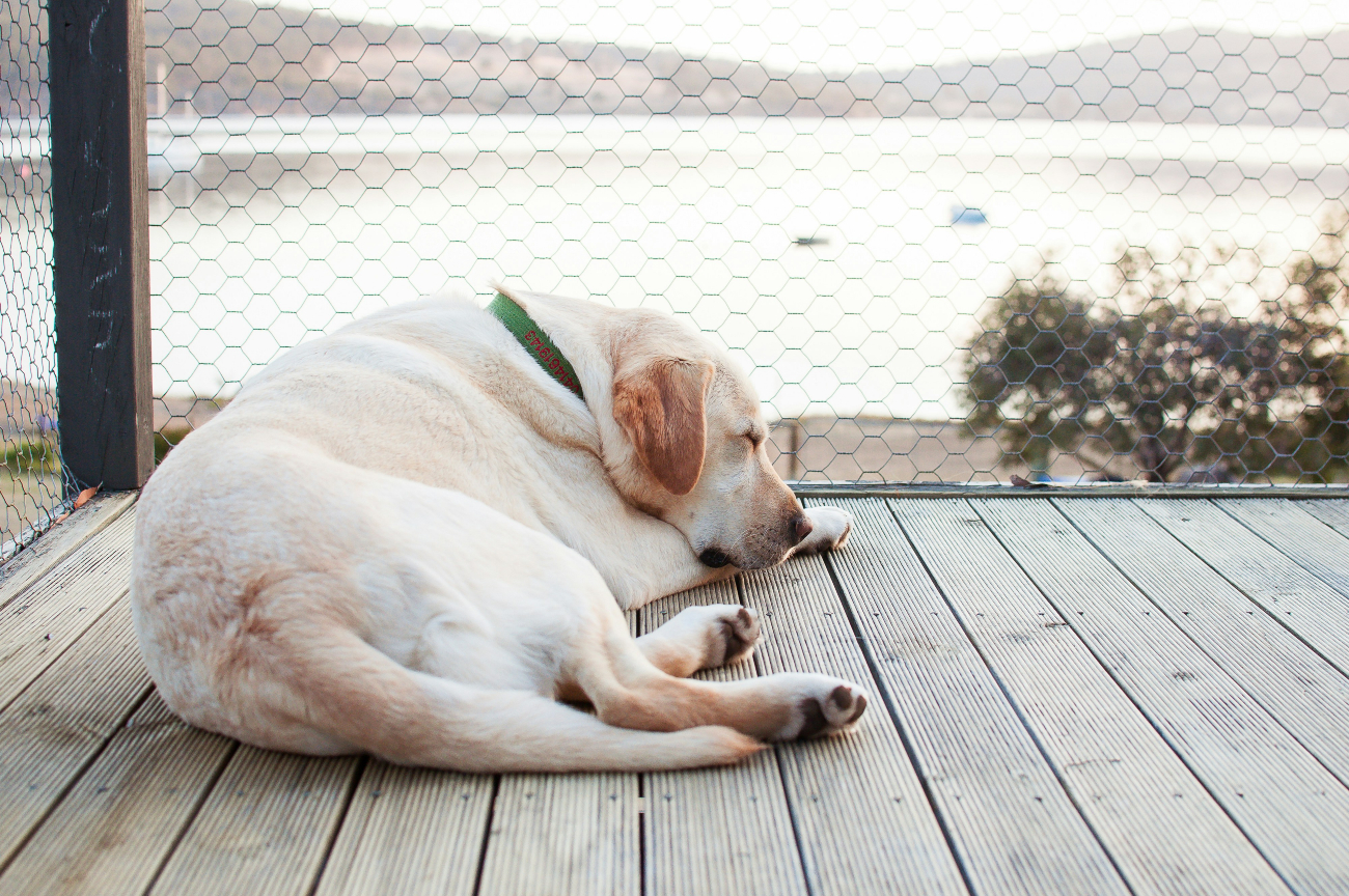 lab sleeping