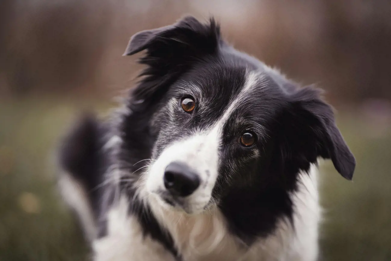 border collie looking upwards