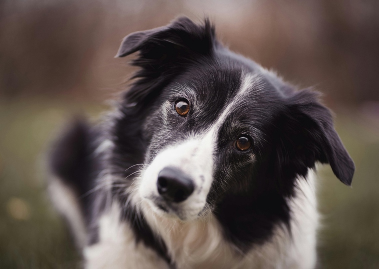 border collie looking upwards