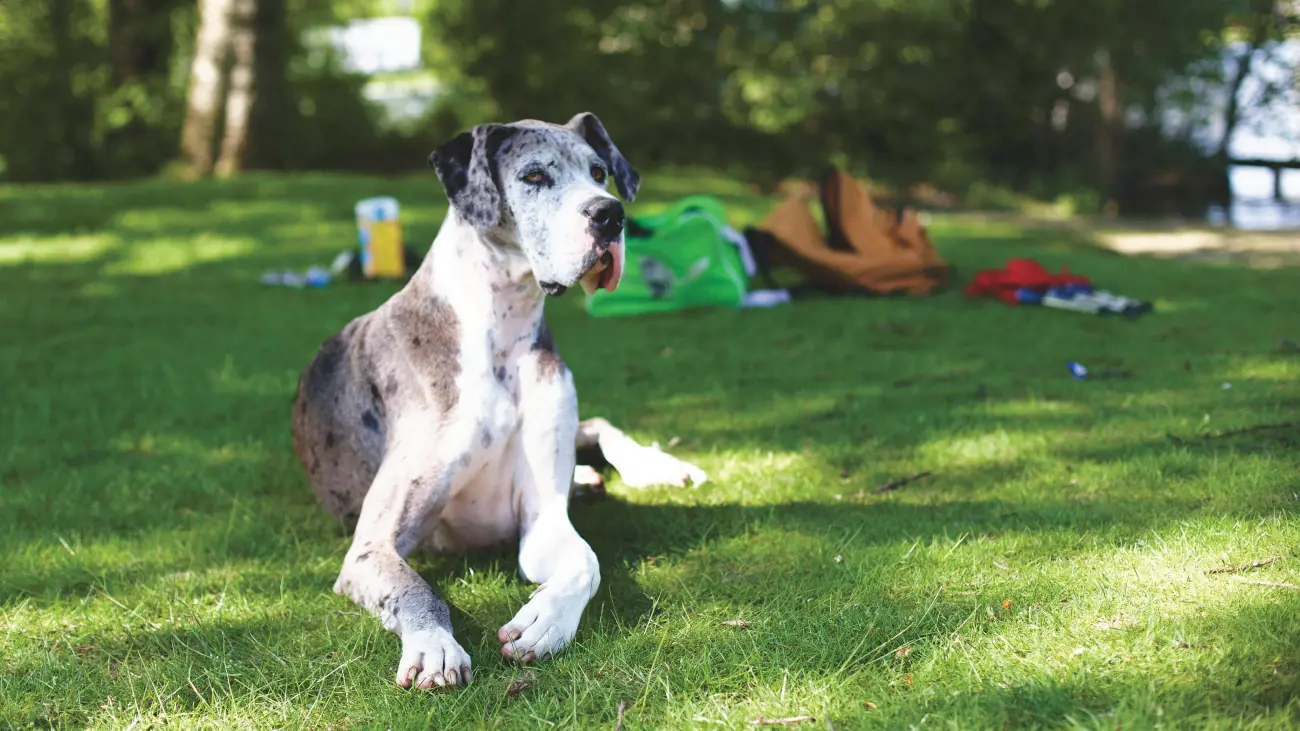 great dane laying on the grass