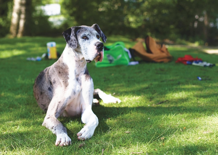 great dane laying on the grass