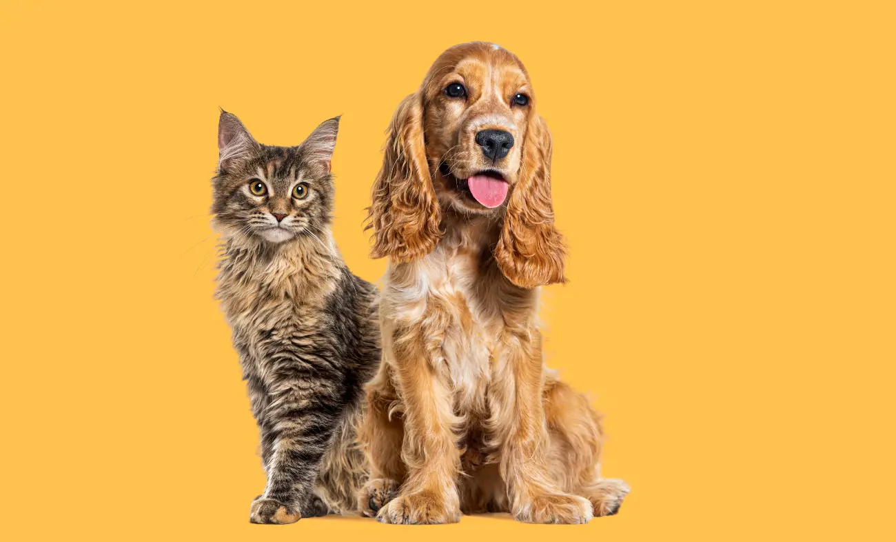 cat and cocker spaniel on yellow background