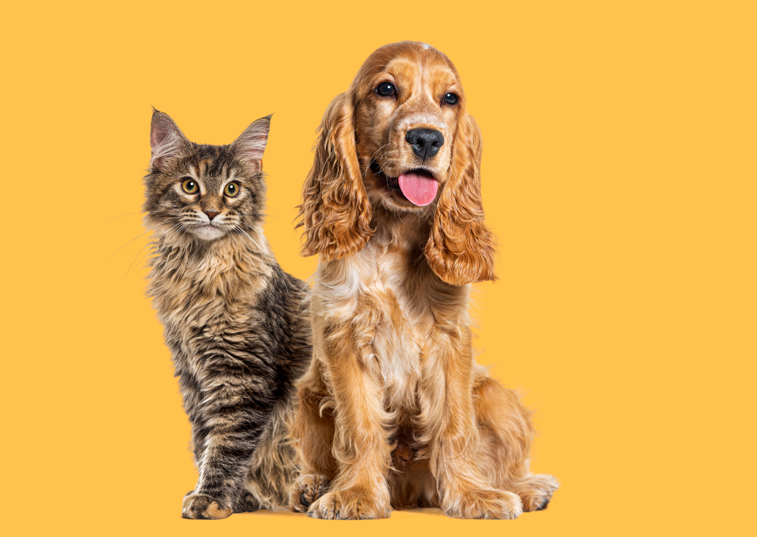 cat and cocker spaniel on yellow background