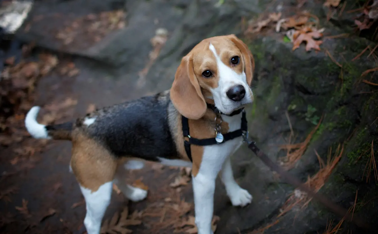 Their distinct and expressive vocalisations, often referred to as the "Beagle bay," are not only adorable but also historically useful for hunters to locate them during hunts. 