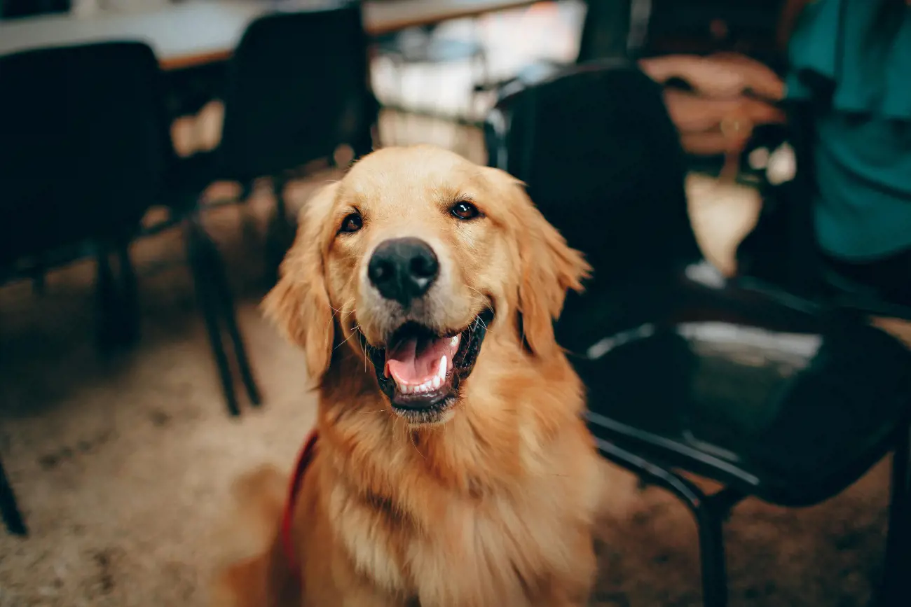 Labradors have been trained to detect cancer through scent, potentially saving human lives.