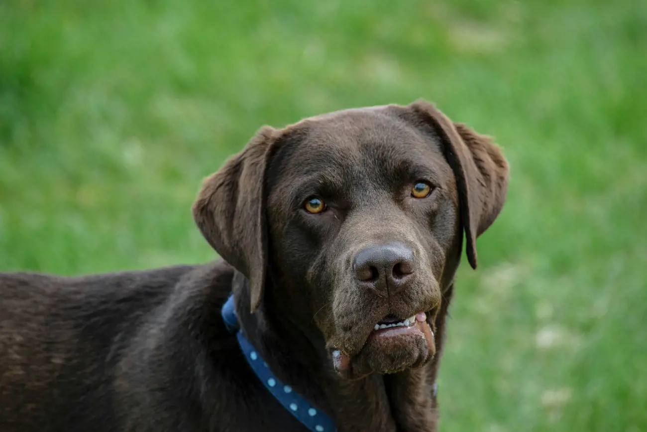 Labradors have webbed toes, making them exceptional swimmers capable of rescuing people from drowning.

