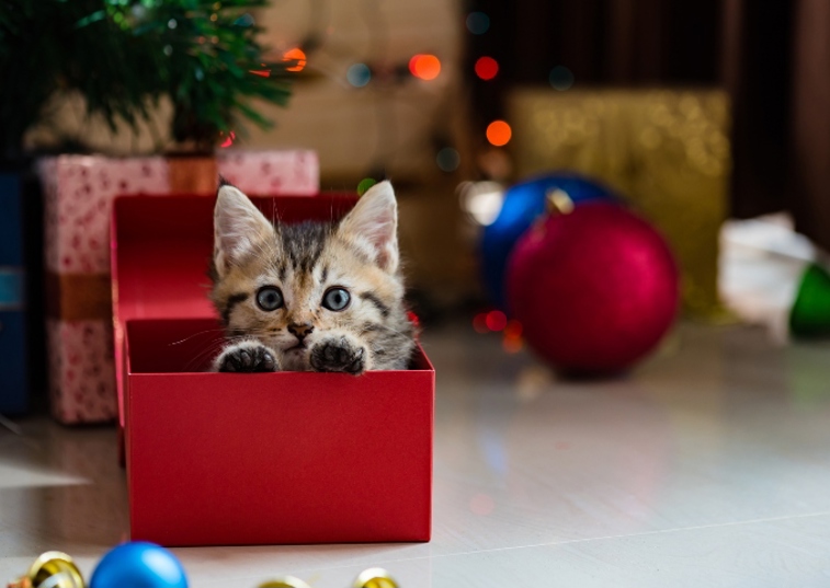 a kitten in a red box