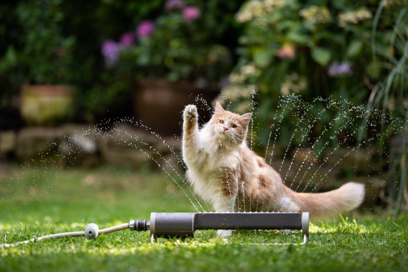 long haired ginger cat playing with water