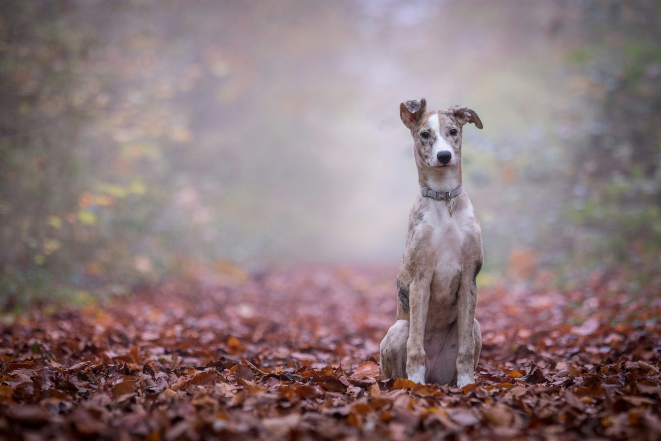 lurcher sitting on leaves