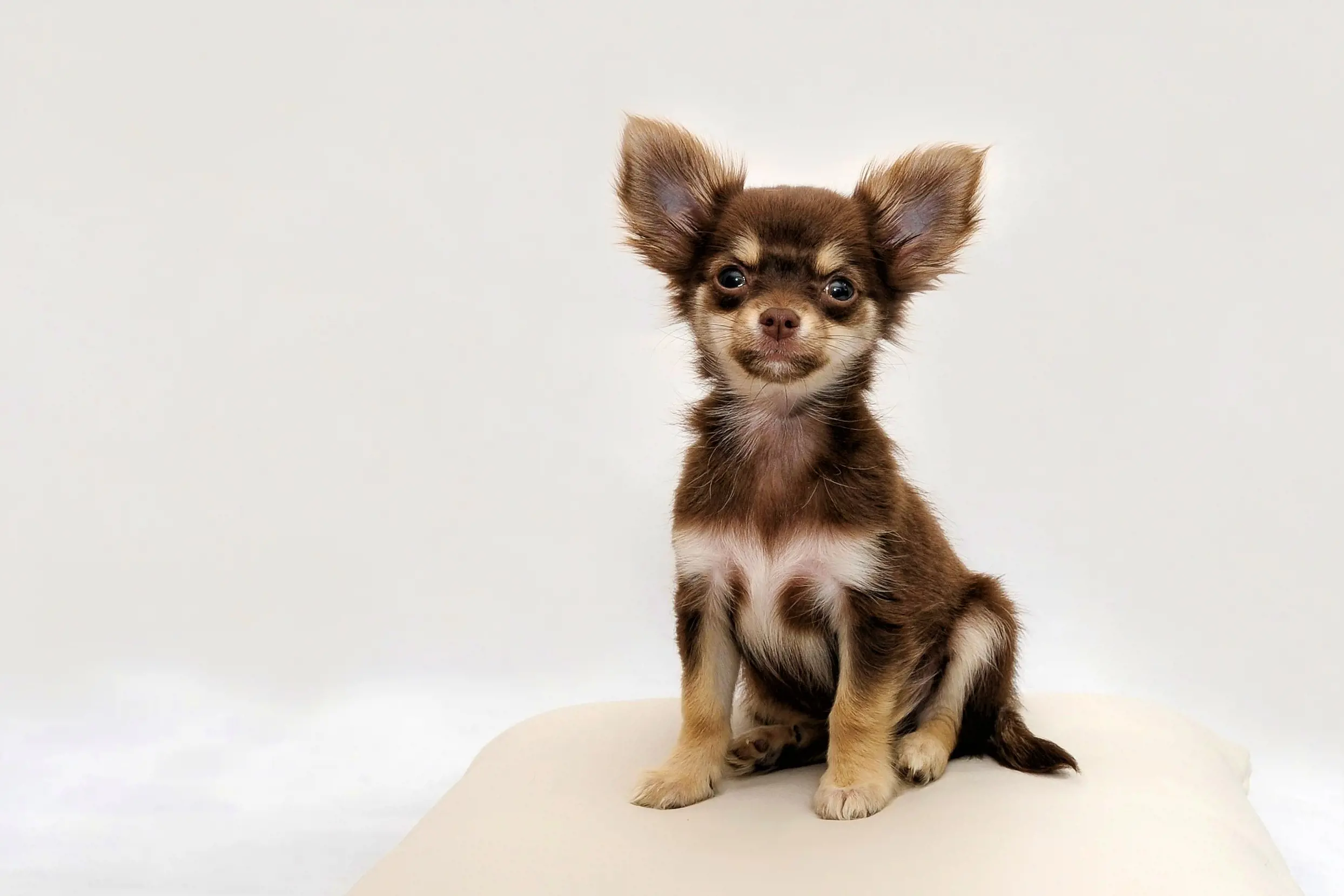 A fun fact about these tiny canines is that they are born with a soft spot on their skulls, known as a molera, which is akin to the fontanelle in human infants.