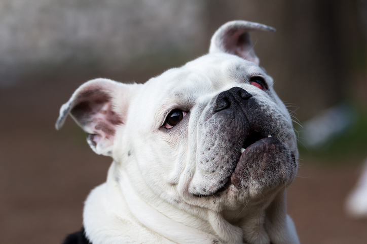 how much is cherry eye surgery on dogs in uk