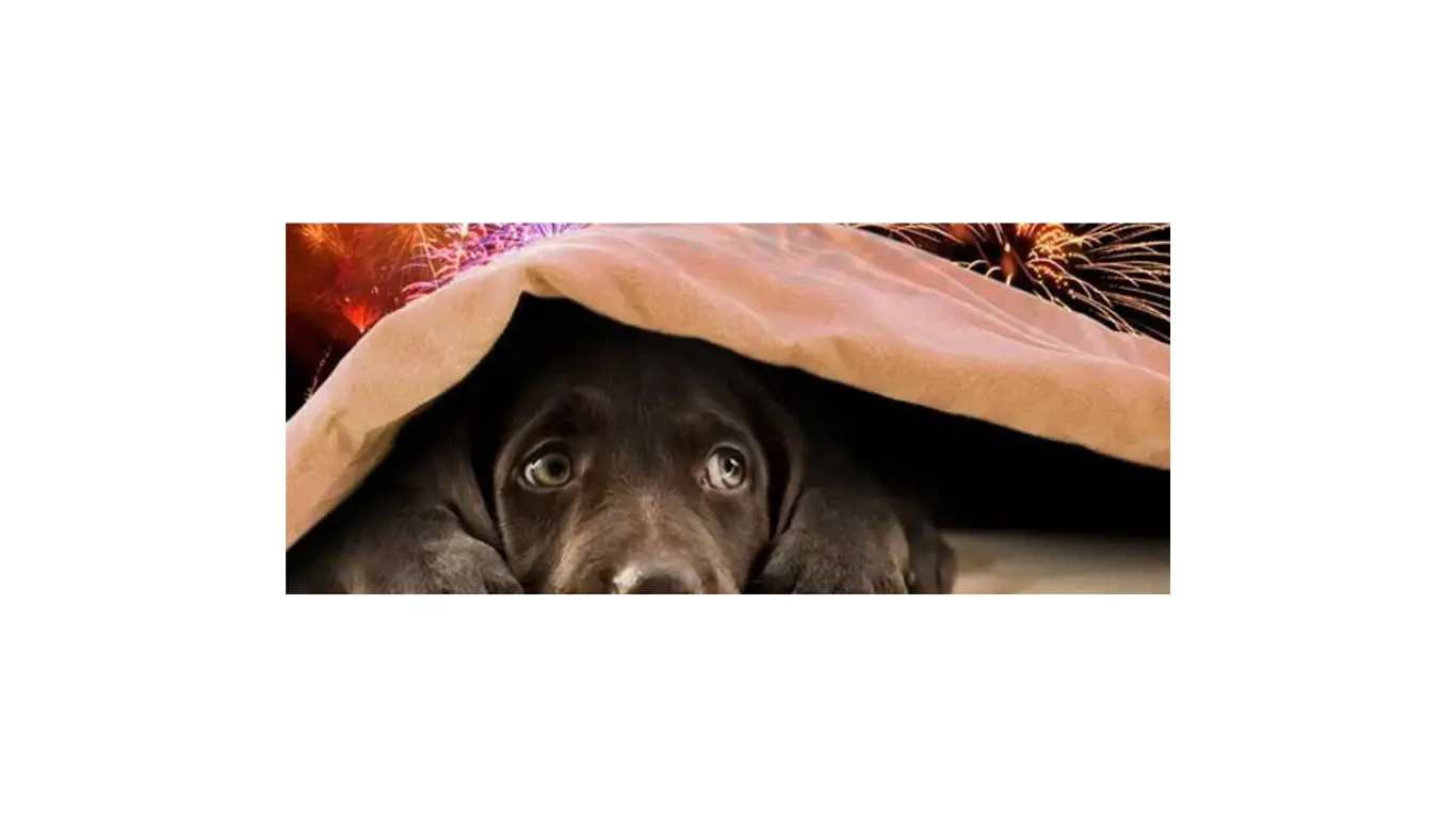 A dog hiding under a blanket with fireworks going off behind