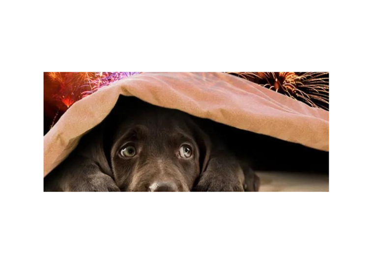 A dog hiding under a blanket with fireworks going off behind