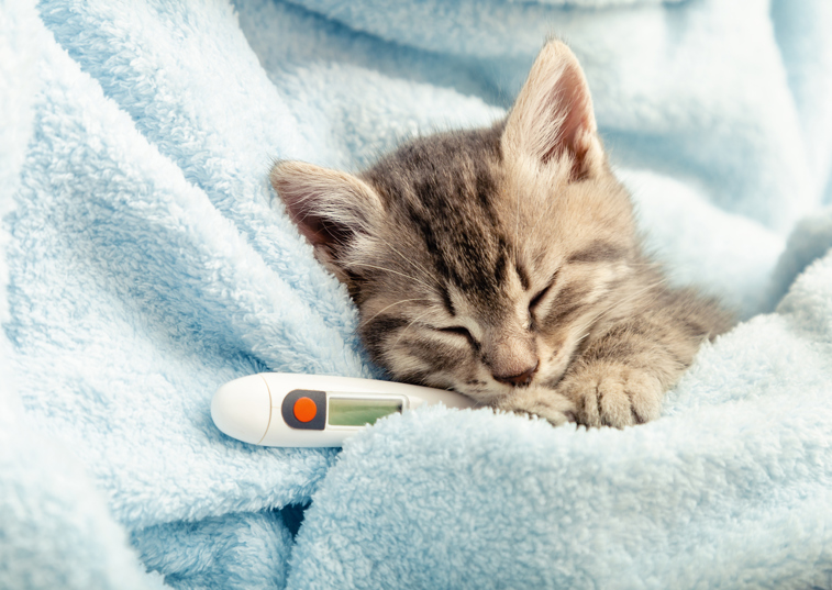 Charity warns of cat flu risk