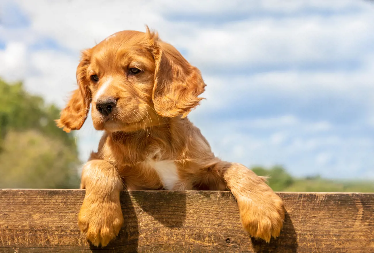 Cocker Spaniels have been featured in several Hollywood movies, including Lady and the Tramp, Beverly Hills Chihuahua, and The Ugly Dachshund.



