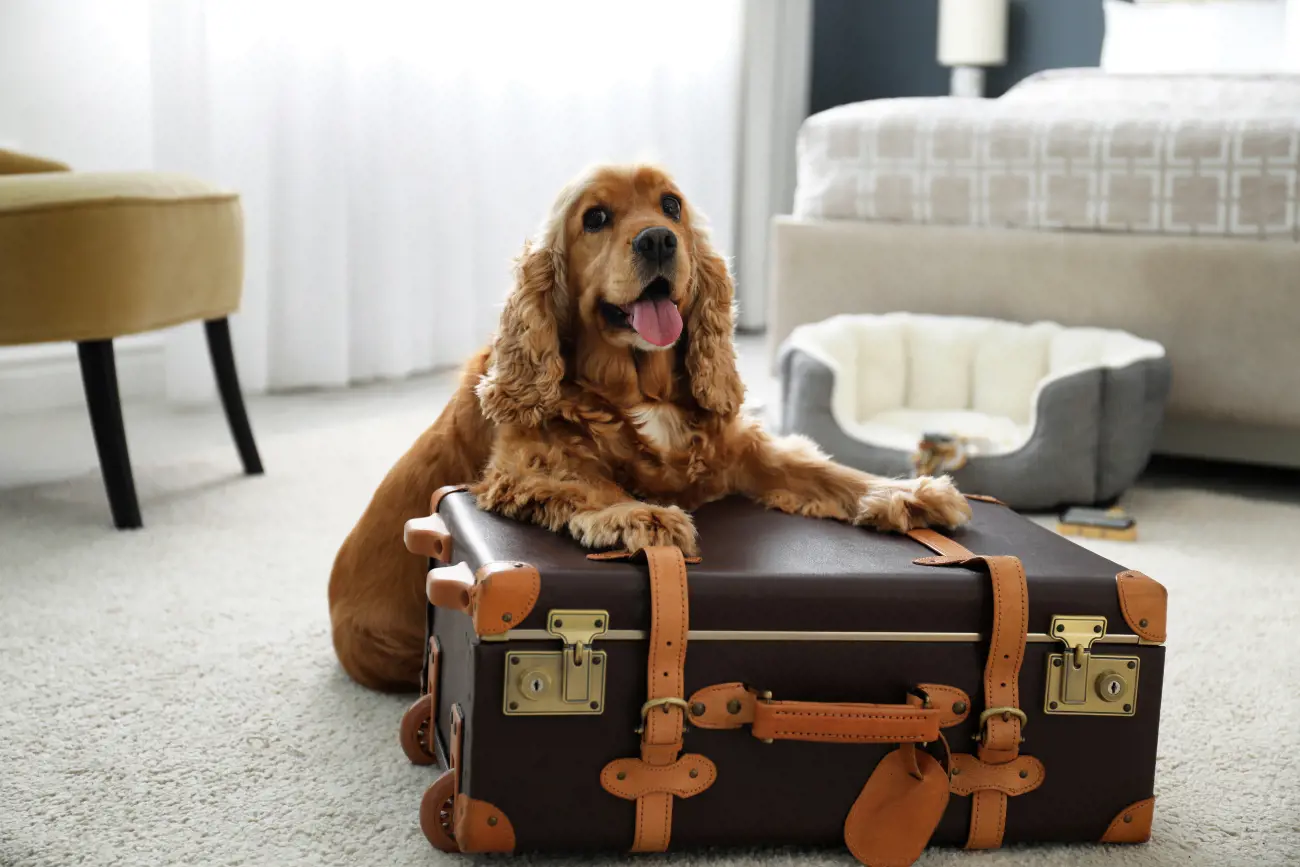 brown dog sat on a suitcase