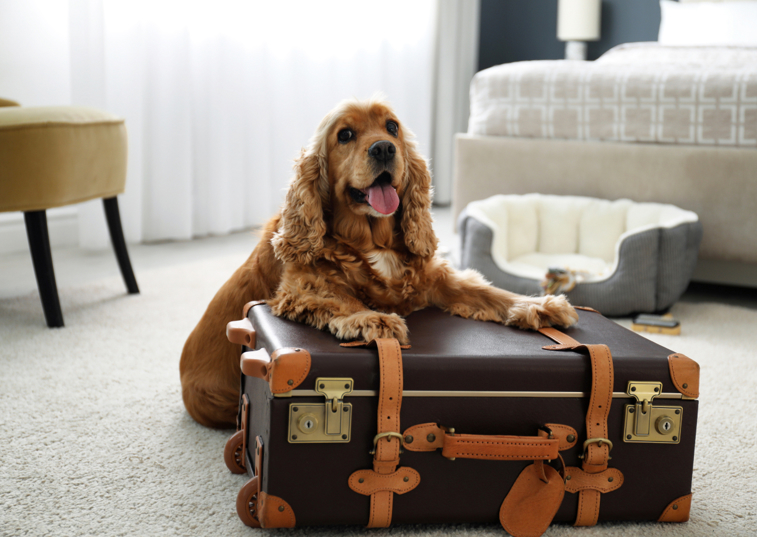 brown dog sat on a suitcase