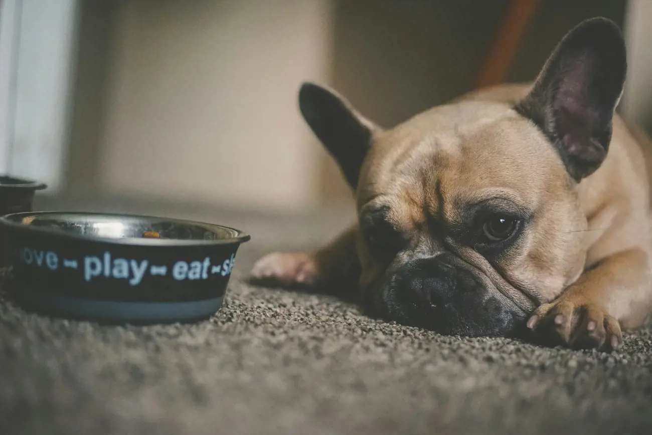 pug laying on the carpet