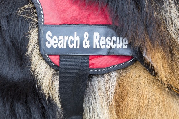 search and rescue dog