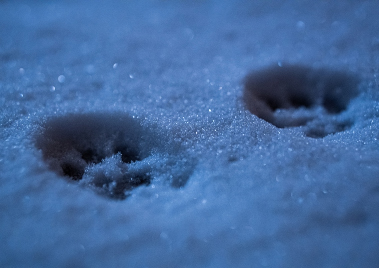 cat prints in snow