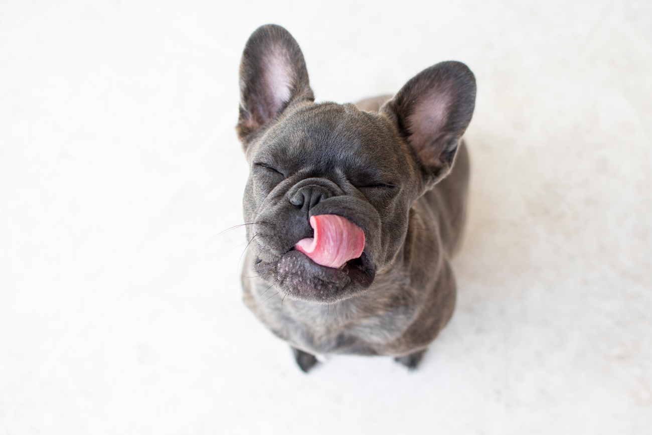 pug licking its lip